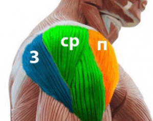 пучки дельтовидной мышцы плеча
