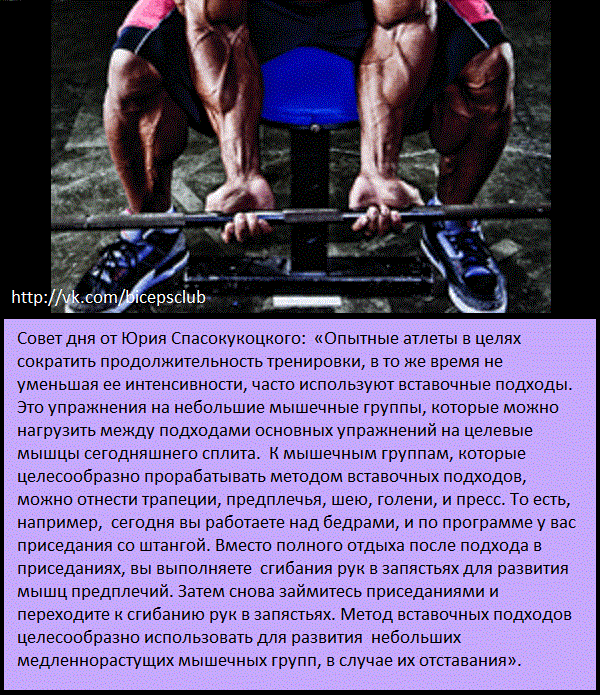 Программа спасокукоцкого. Базовые подходы на мышечный. Приседания целевые мышцы. Программа тренировок Юрия Спасокукоцкого. Целевые мышечные группы.