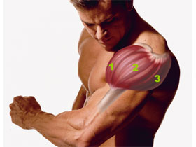 дельтовидная мышца плеча